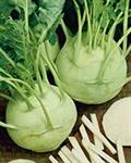 Brassica oleracea Gongylodes